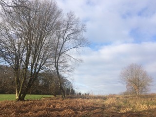 Sonniger Wintertag in der Natur