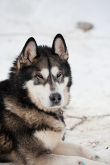 cute husky portrait with blue eyes in the snow