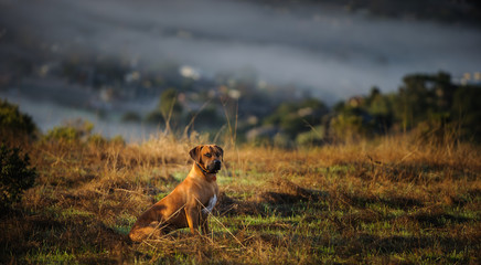 Rhodesian Ridgeback dog outdoor portrait sitting in field overlooking a foggy San Francisco