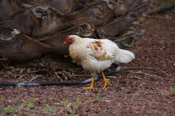 White chicken