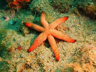 Starfish