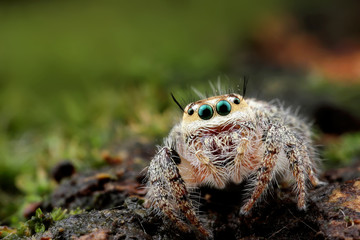 spider looking you