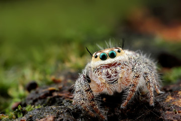 spider looking you