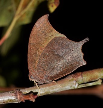 Goatweed leafwing butterfly (Anaea andria) insect nature camouflage Springtime pest control.