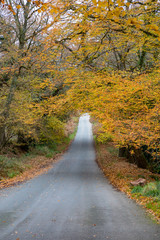 Obraz premium dorset, Autumn