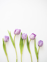 The Flower Photography with white background