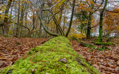 dorset, Autumn