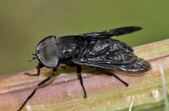 Black shop horse fly