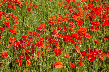 Blandford, Dorset, England