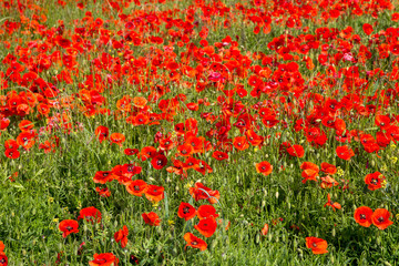 Blandford, Dorset, England