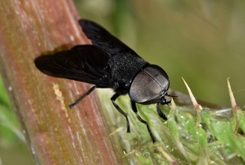 Male Black Horse fly (Tabanus atratus) insect on thistle plant nature pest control agriculture.	