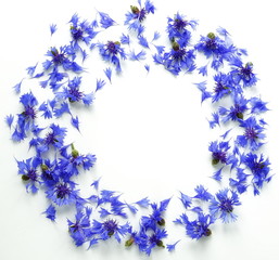 blue flowers cornflowers frame pattern on white background. top view. copy space