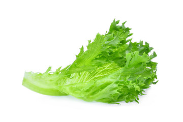 fresh green oak lettuce salad leaves isolated on white background