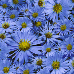 Floral background of blue daisies. Close-up.  Flower composition. Nature.