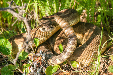 Rattlesnake