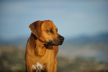 Rhodesian Ridgeback dog outdoor portrait