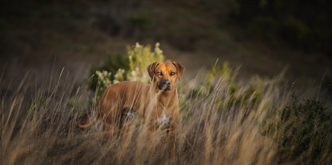 Rhodesian Ridgeback dog outdoor portrait standing in long grass in field