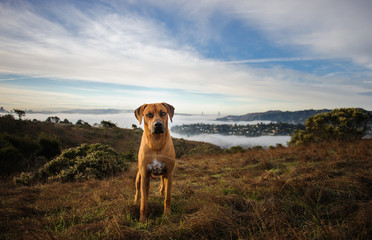 Rhodesian Ridgeback dog outdoor portrait with San Francisco in the background