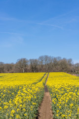 Obraz premium Cranborne Chase, Dorset, England