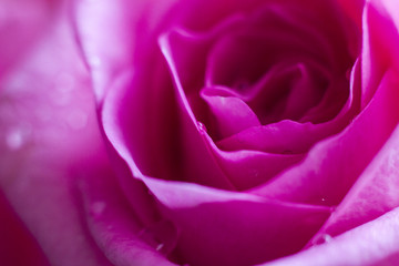 Fototapeta na wymiar macro roses