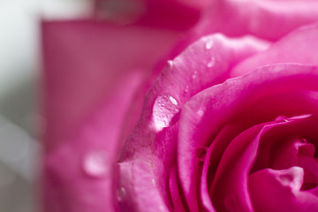 macro roses