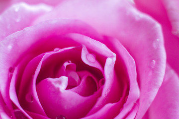 macro roses