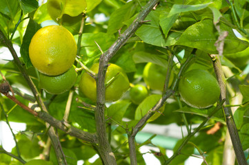 Lemon with fruit grown in the greenhouse. Citrus fruits.