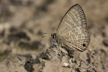 Large Four-Line blue butterfly, Nacaduba pactolus, Satakha, Nagaland