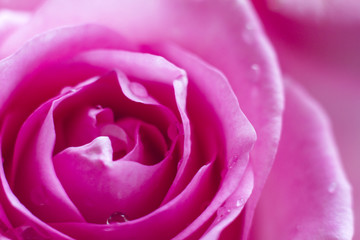 macro roses