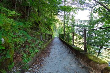 Walkway Path of Green Trees in Forest