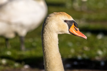 Fototapeta premium Mute Swans, Poole, Dorset, England