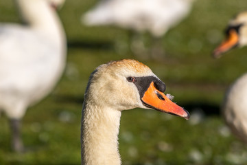 Mute Swans, Poole, Dorset, England
