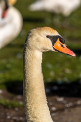 Mute Swans, Poole, Dorset, England
