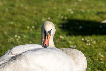 Mute Swans, Poole, Dorset, England
