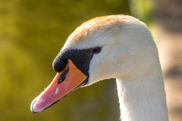 Mute Swans, Poole, Dorset, England