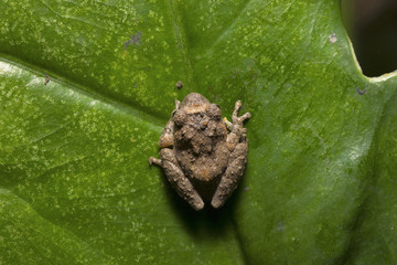 Philautus sp., genus of shrub frogs. Kivikha, Nagaland