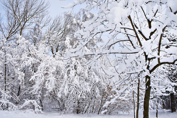 Trees in snow