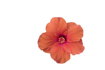 red hibiscus flowers in blooming isolated  backgrounds with clipping path