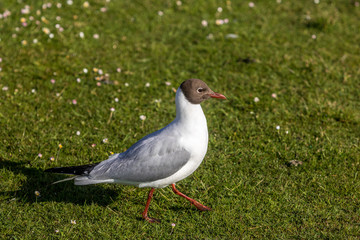 Black Headed Gull, Poole, Dorset, England