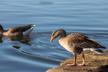 Mute Swans, Poole, Dorset, England