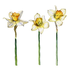 Botanical illustration of a daffodil flower set on white background