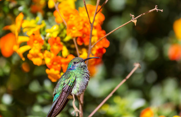 Kolibri