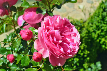 Spring natural background with pink  roses flowers.