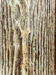 wood grungy background with space for your design