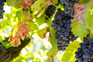 autumn vineyard with wine grapes