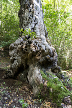 old chestnut trunk in roccamonfina italy