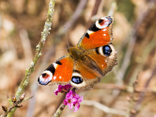 Fototapeta na wymiar Adorable peacock butterfly perched on a bush branch
