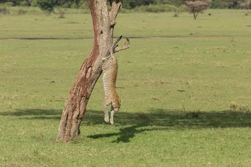 Foto op Canvas a leopard descends from a tree on the grasslands of the Maasai Mara, Kenya © lindacaldwell