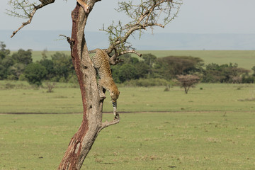Fototapeta na wymiar a leopard descends from a tree on the grasslands of the Maasai Mara, Kenya