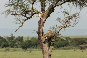Tuinposter a leopard descends from a tree on the grasslands of the Maasai Mara, Kenya © lindacaldwell